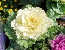 le jardin des oliviers 20200915