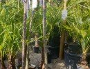 le jardin des oliviers 2021 02 20