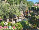 le jardin des oliviers pepiniere 2020 06 23