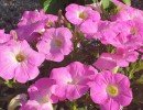 lejardindesoliviers 220705