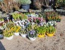 lejardindesoliviers 20250406 1920