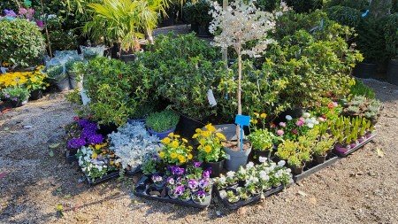 lejardindesoliviers 20250406 1920 lejardindesoliviers 20250406 1920