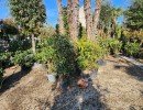 lejardindesoliviers 2025040620