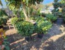 lejardindesoliviers 20250406 1920