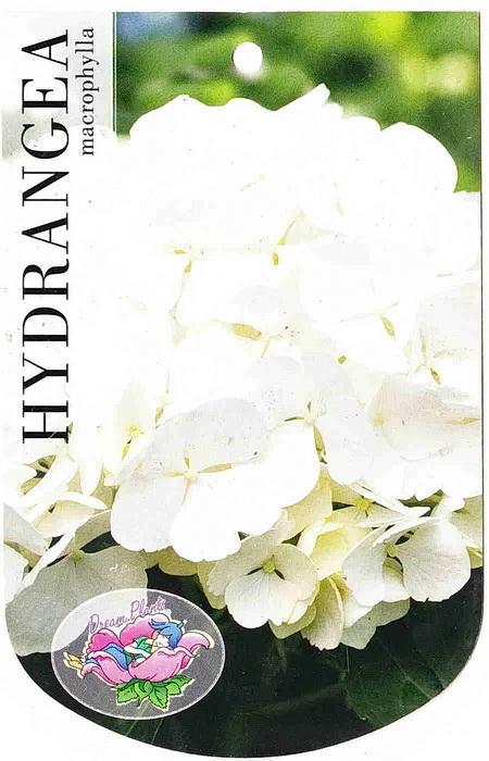 Hydrangea blanc