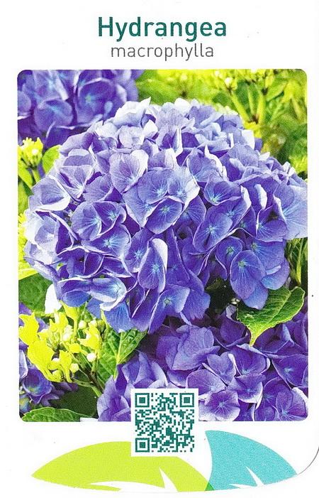 Hydrangea macrophylla3