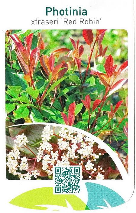 Photinia