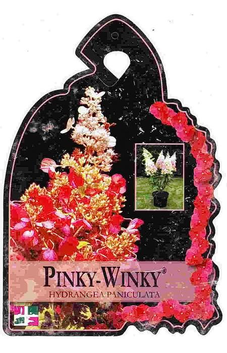 Pinky_Winky